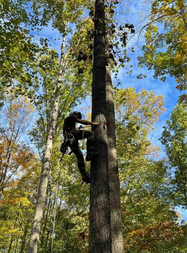 Tree Care Service Northern Virginia