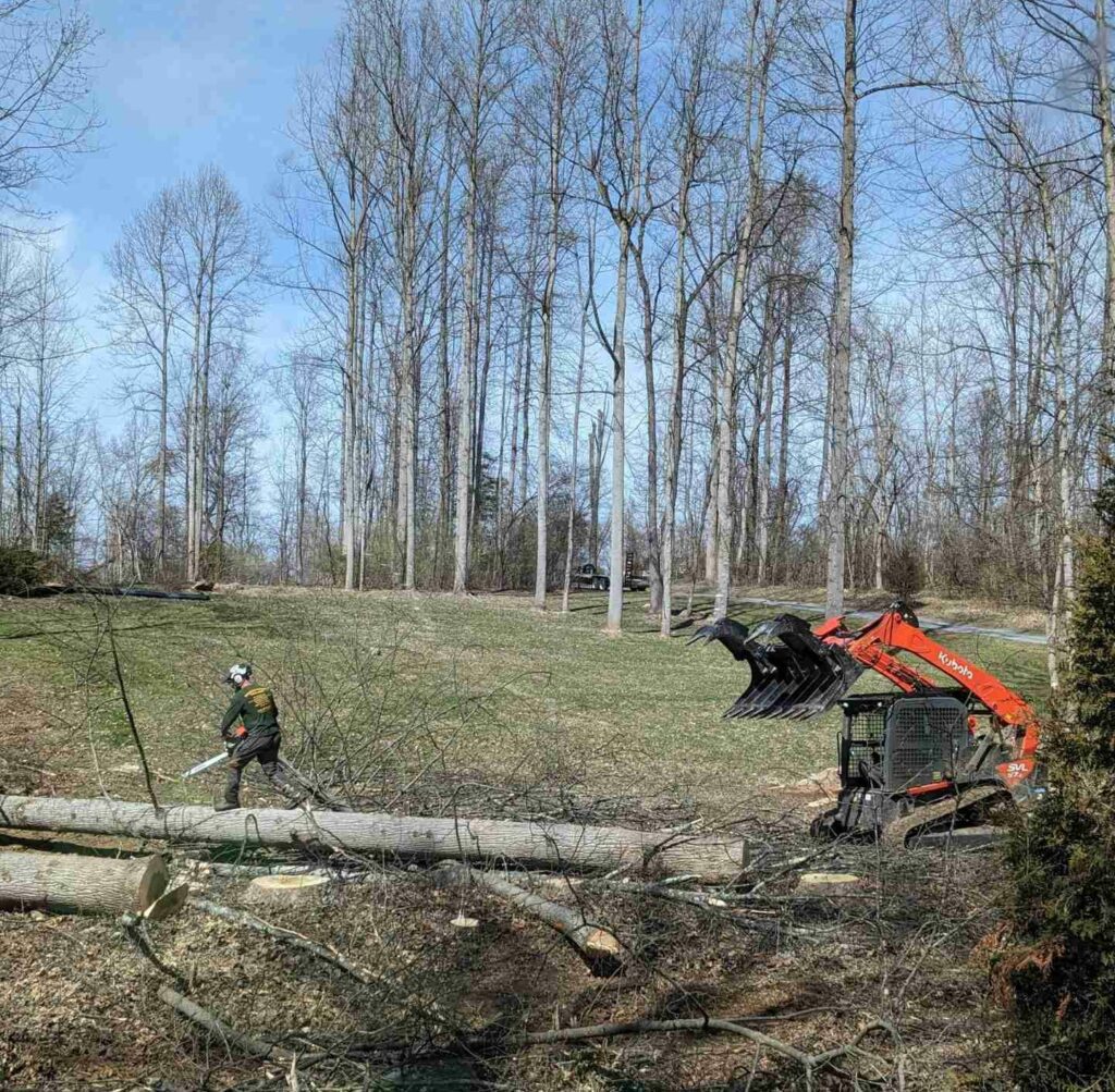 Tree Care Service Northern Virginia