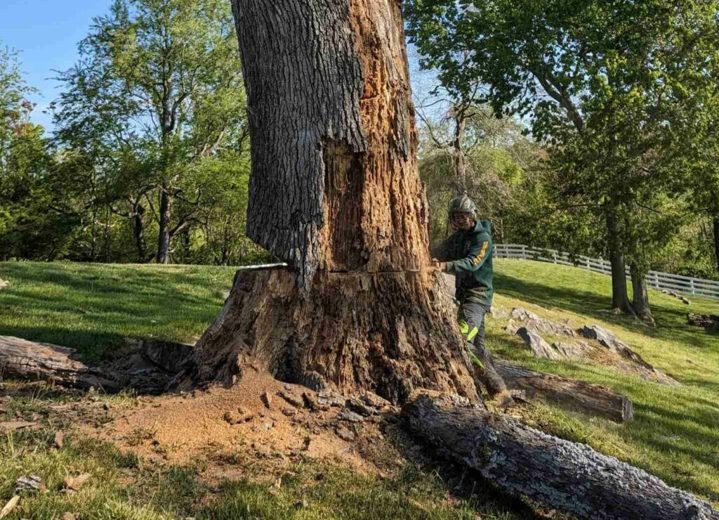Tree Removal Company Ashburn VA