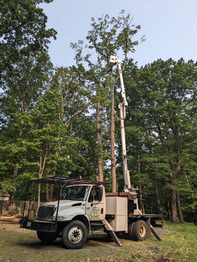 Tree Service Ashburn VA
