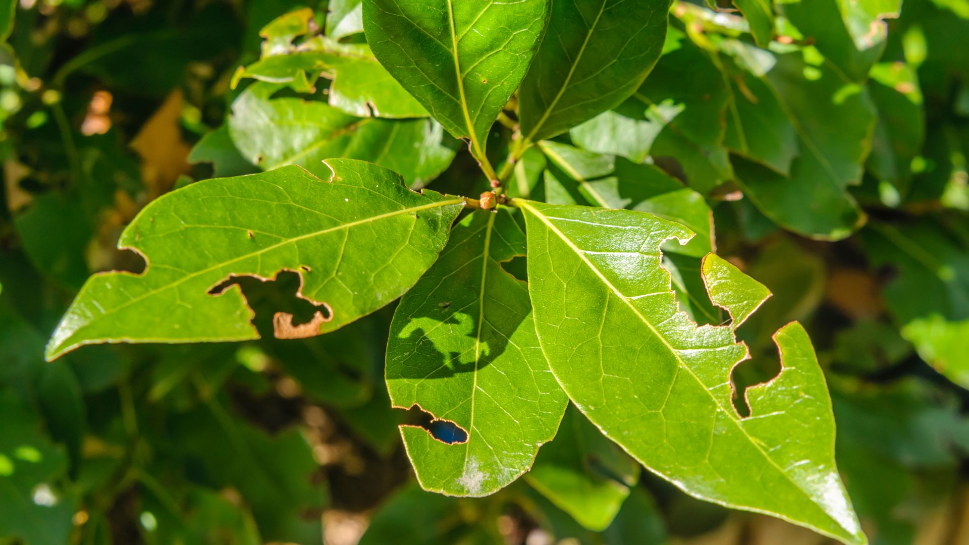 Invasive Species Control Warrenton VA