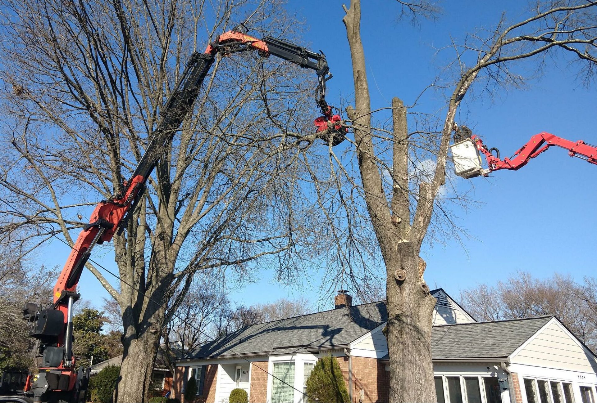 Tree Trimming Service Haymarket VA