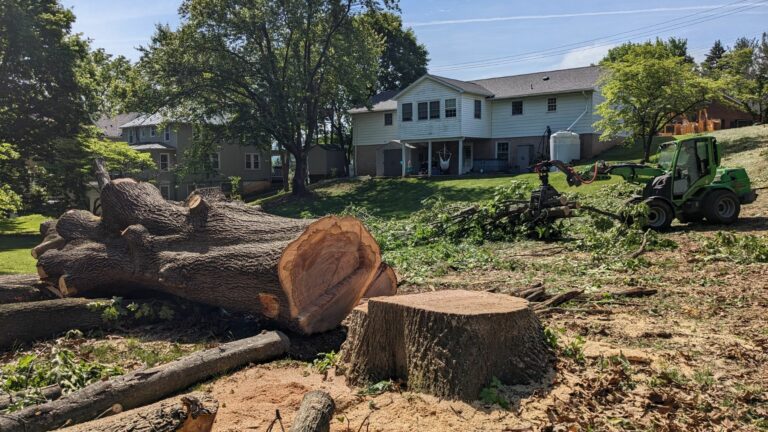 Tree Removal Professionals Chantilly VA