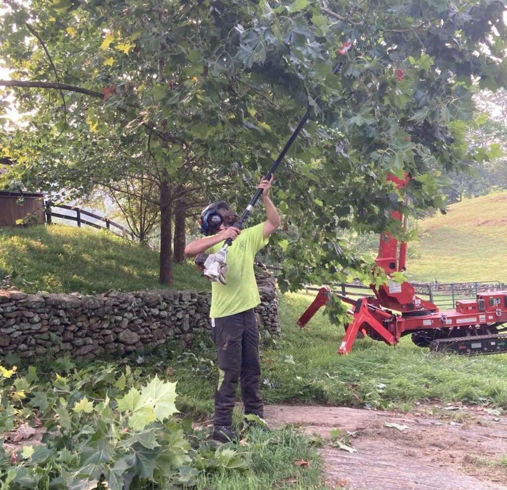 Tree Trimming Service Haymarket VA