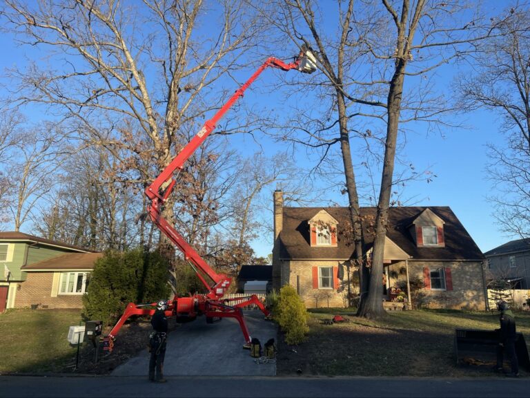 tree removal company gainesville va