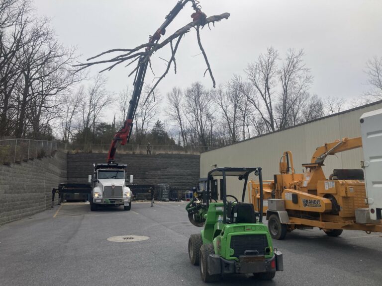 Emergency Tree Removal Leesburg VA