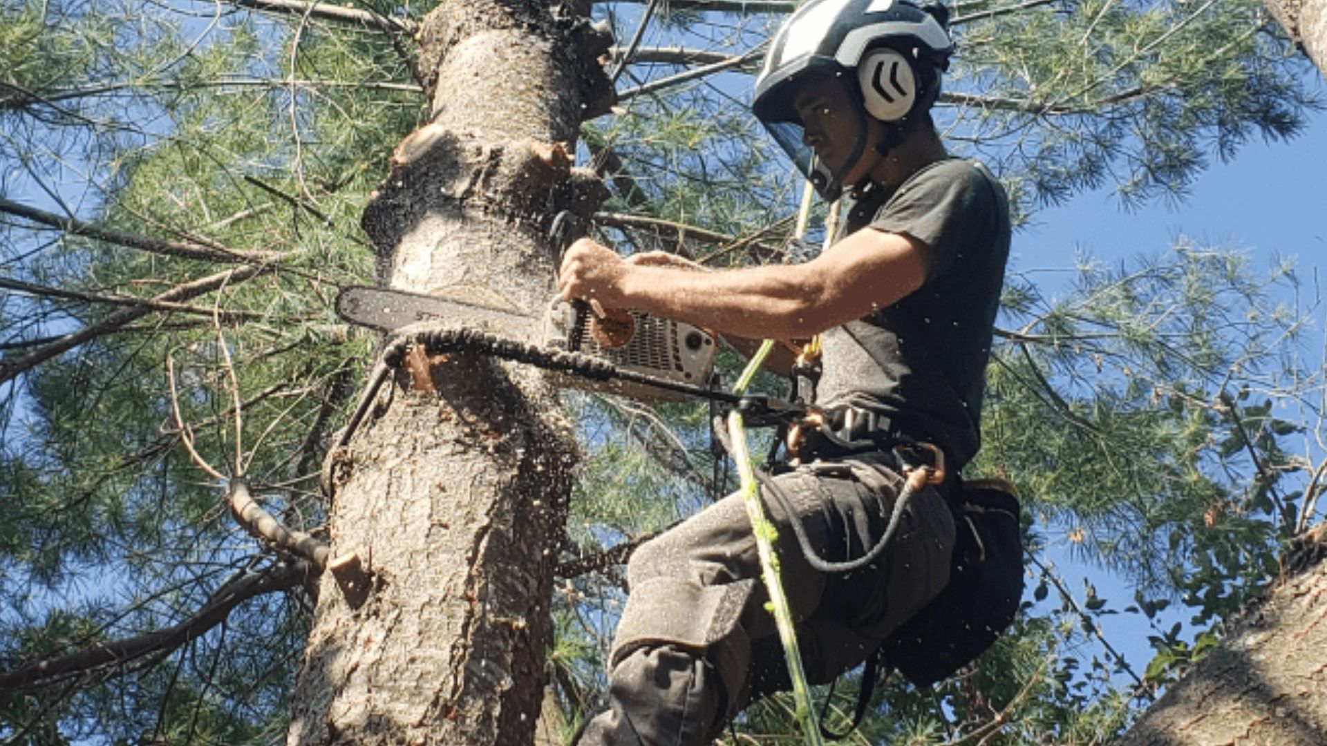 Tree Removal Cost Marshall VA