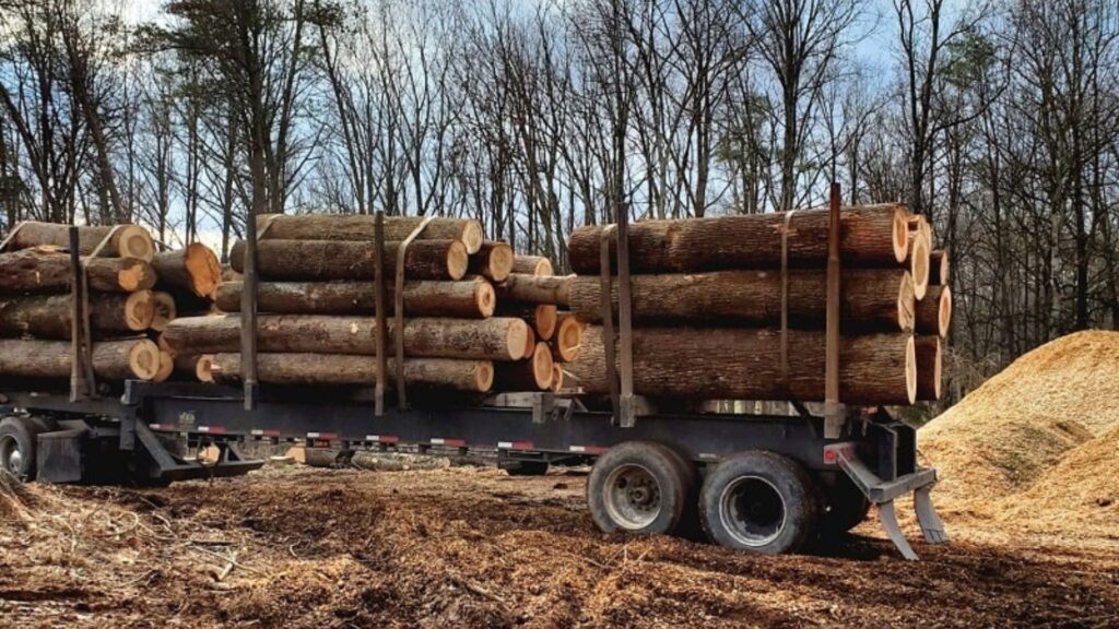 Tree Removal Cost Marshall VA