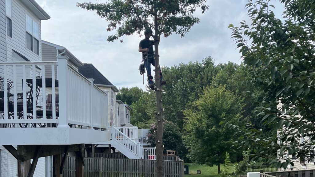 Tree Trimming Companies Manassas VA