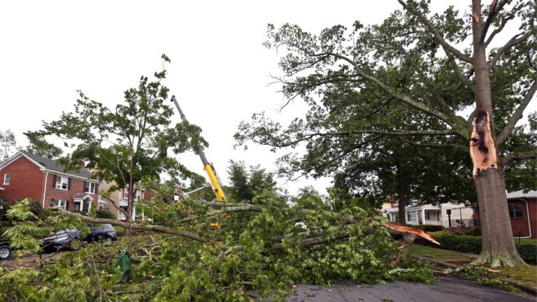 fallen tree removal Rippon WV