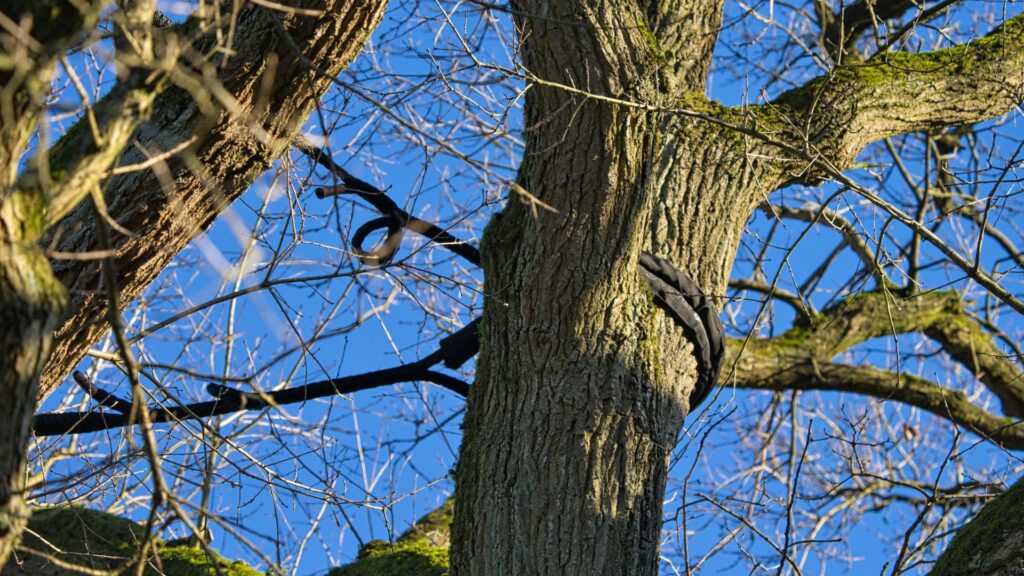 professional tree maintenance Amissville VA