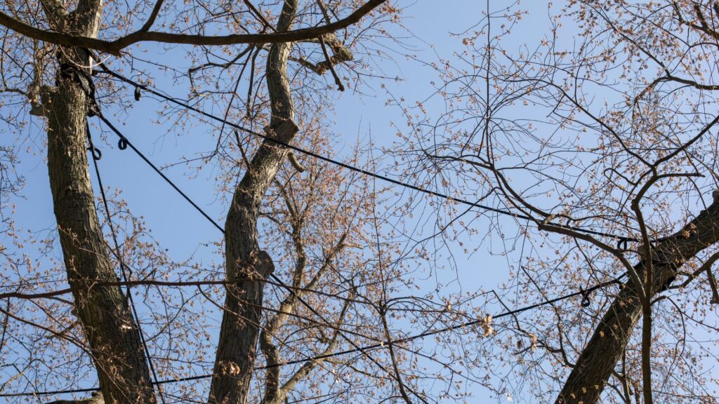 professional tree maintenance Amissville VA