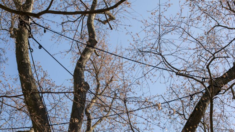 professional tree maintenance Amissville VA