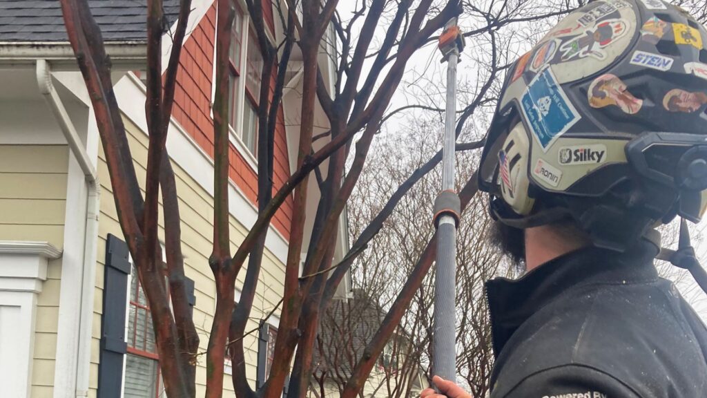 tree services Augusta WV