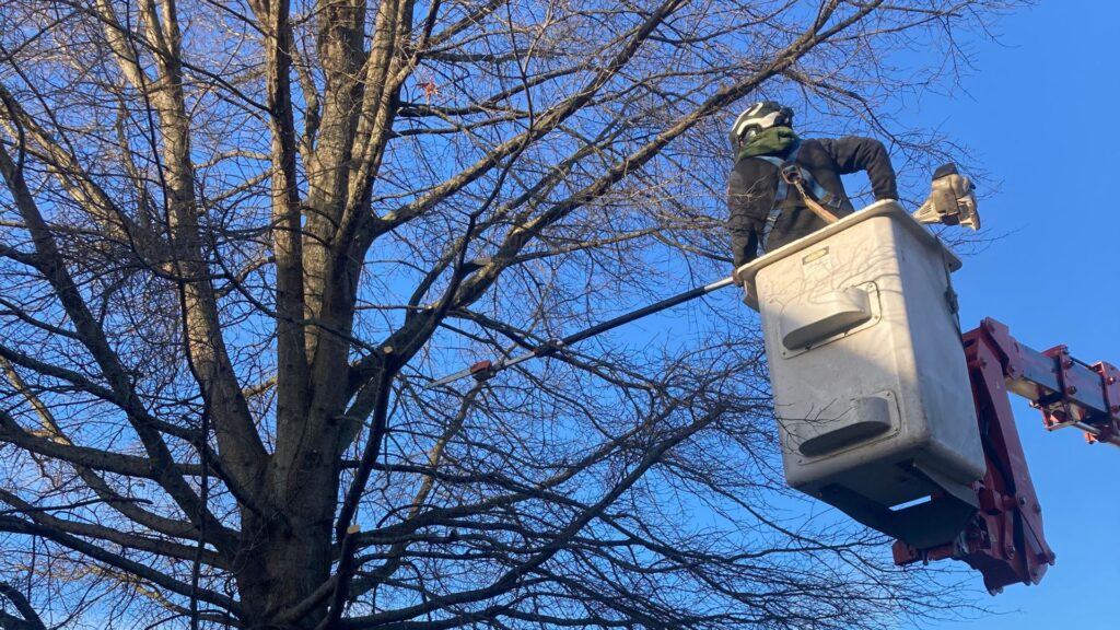 tree services Augusta WV