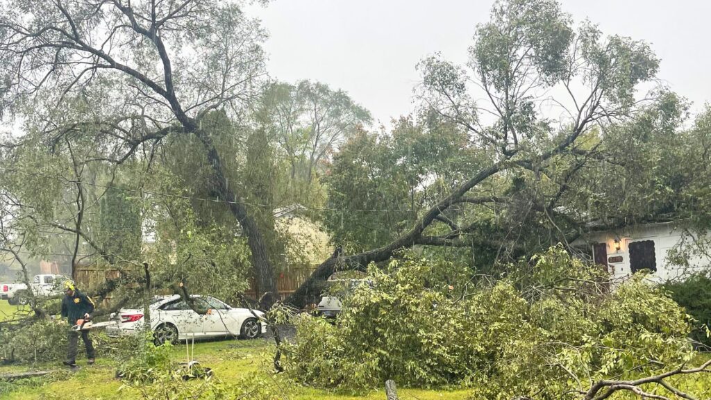 tree maintenance Winchester VA