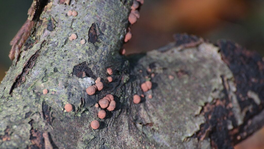 tree care services in Virginia