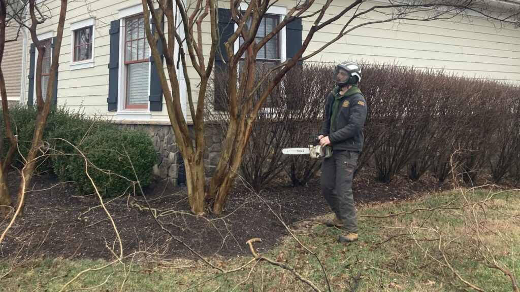 tree trimming Virginia