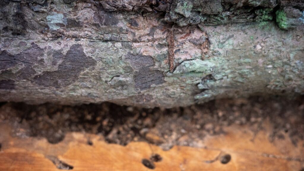 tree care services in Virginia