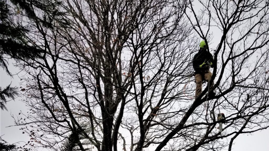tree trimming Virginia