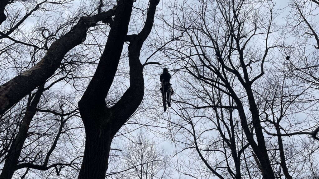 commercial land clearing VA