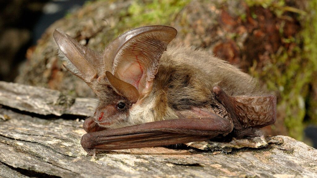 commercial land clearing VA