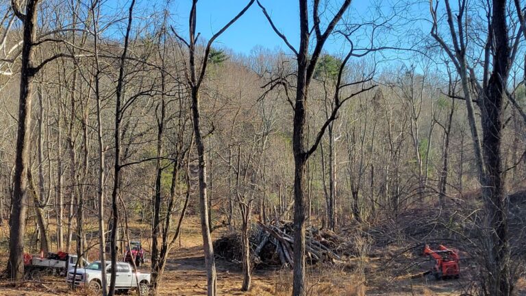 tree services Loudoun County VA