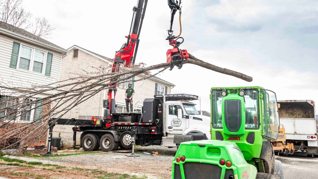 tree removal in Virginia