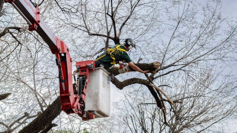 tree removal in Virginia