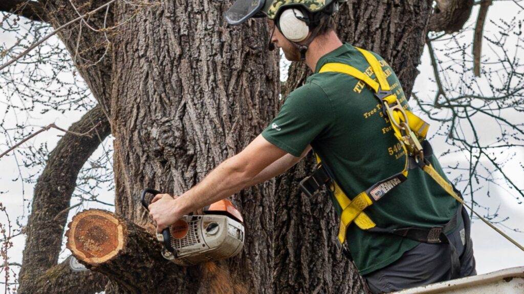 tree branch removal Warrenton VA