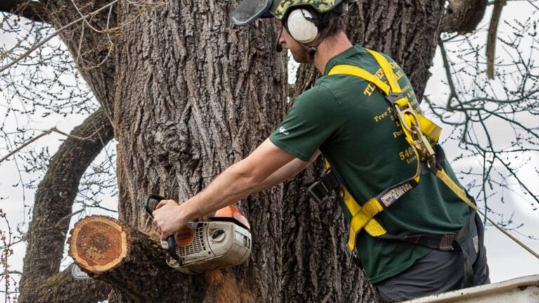 tree branch removal Warrenton VA