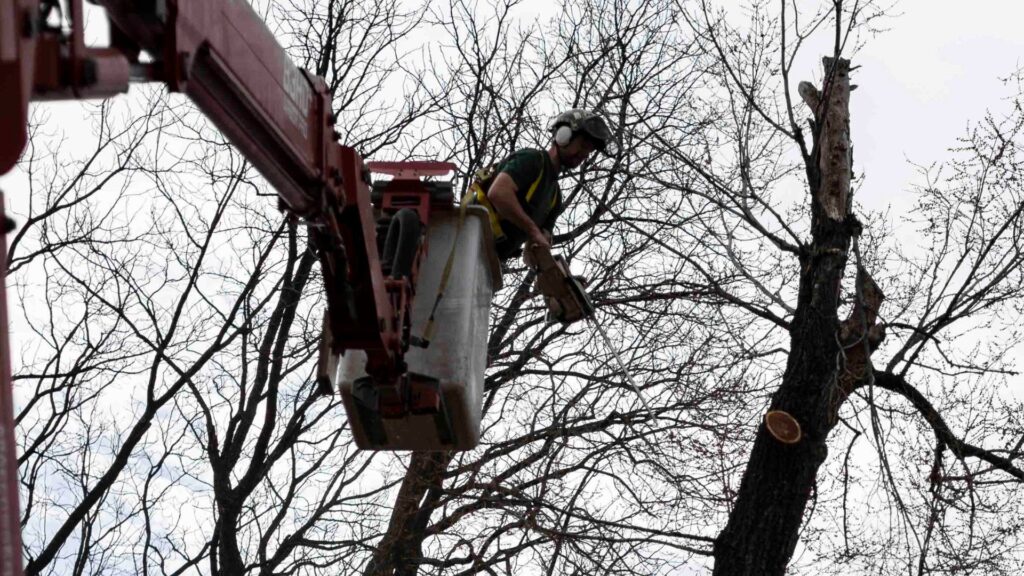 tree branch removal Warrenton VA