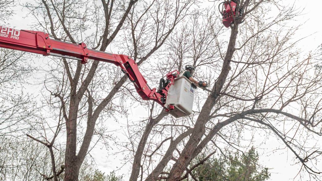 tree branch removal Ashville VA