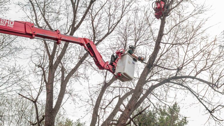 tree branch removal Ashville VA