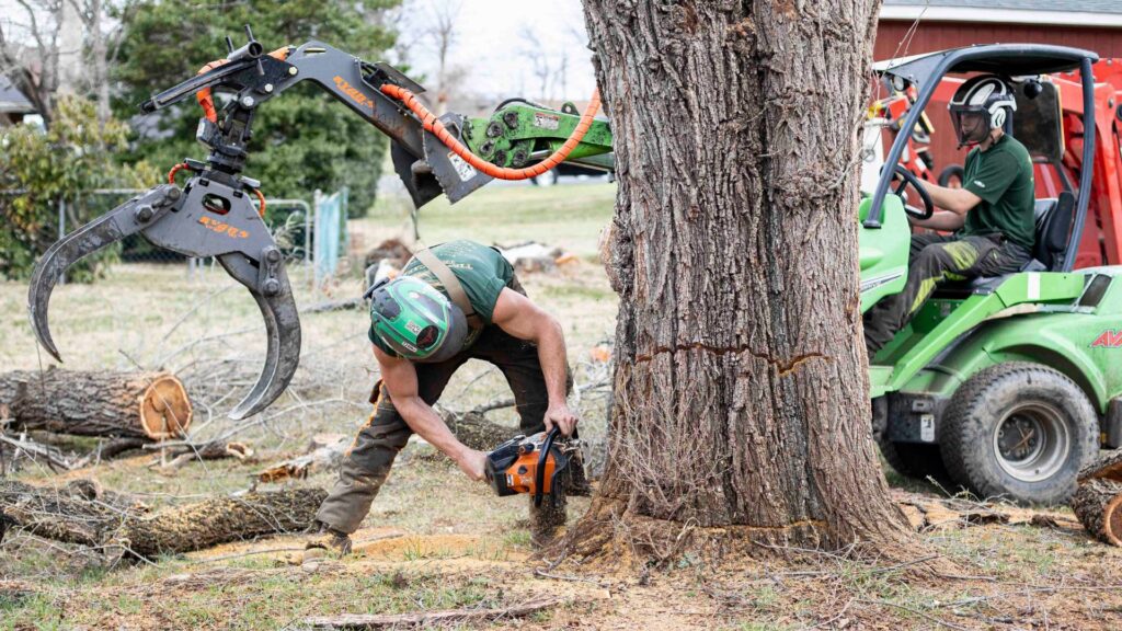 stump removal Bluemont VA