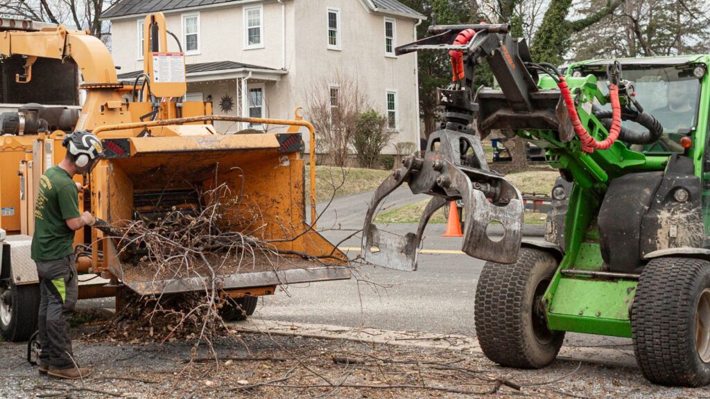 tree branch removal Ashville VA