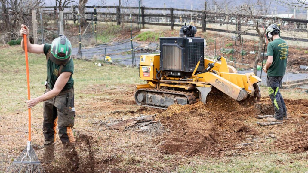 stump removal Bluemont VA